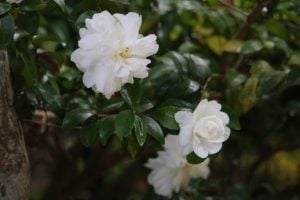 11月7日　立冬