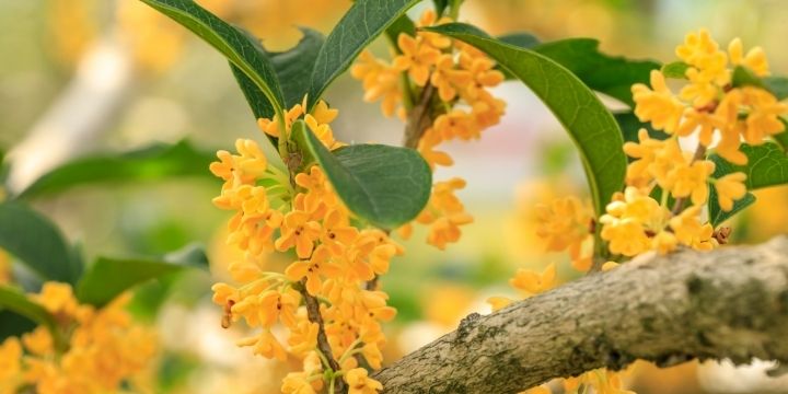 10月の挨拶文