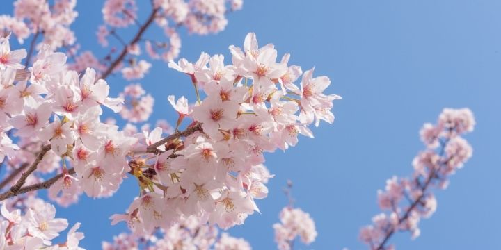 3月の挨拶文