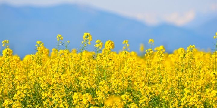 4月の挨拶文