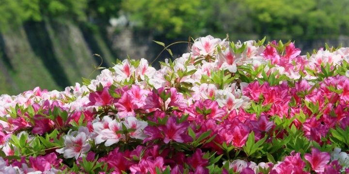 5月の挨拶文