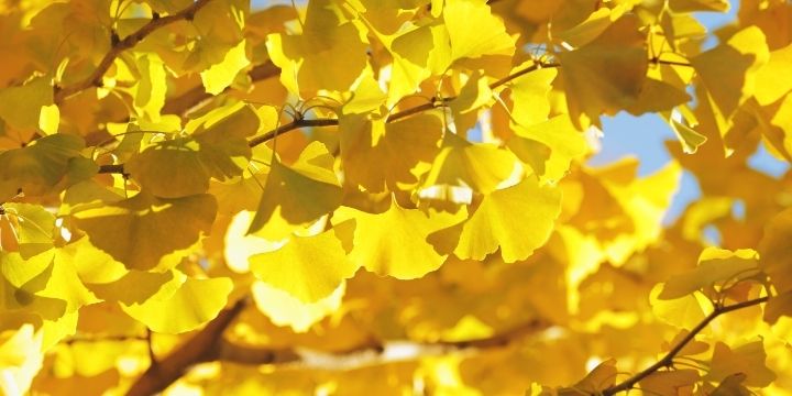 11月の挨拶文
