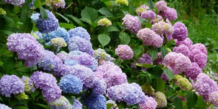 6月の挨拶文