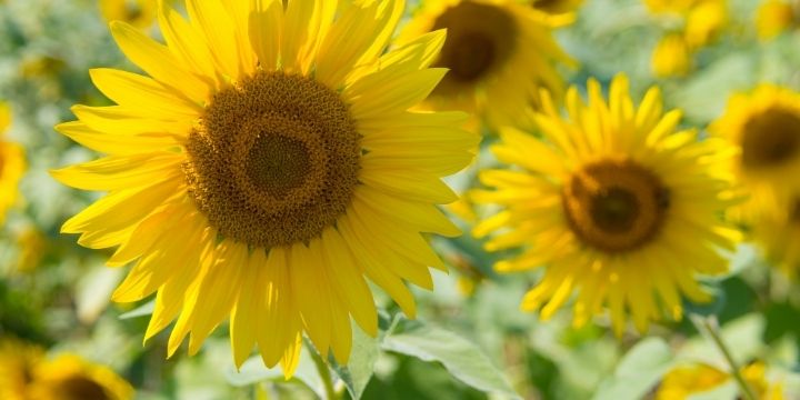 8月の挨拶文