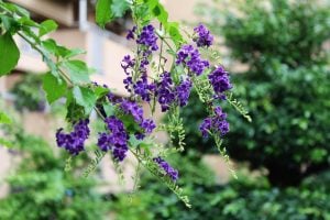 デュランタ　花言葉「あなたを見守る」
