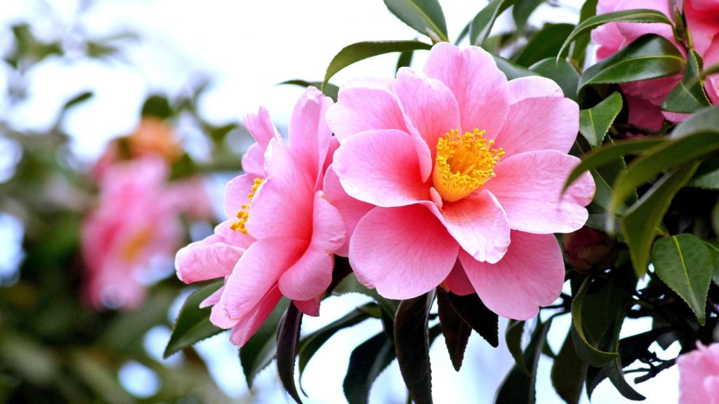 サザンカ 花言葉「困難に打ち勝つ」