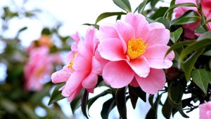 サザンカ　花言葉「困難に打ち勝つ」