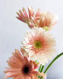 ガーベラ　花言葉「希望」