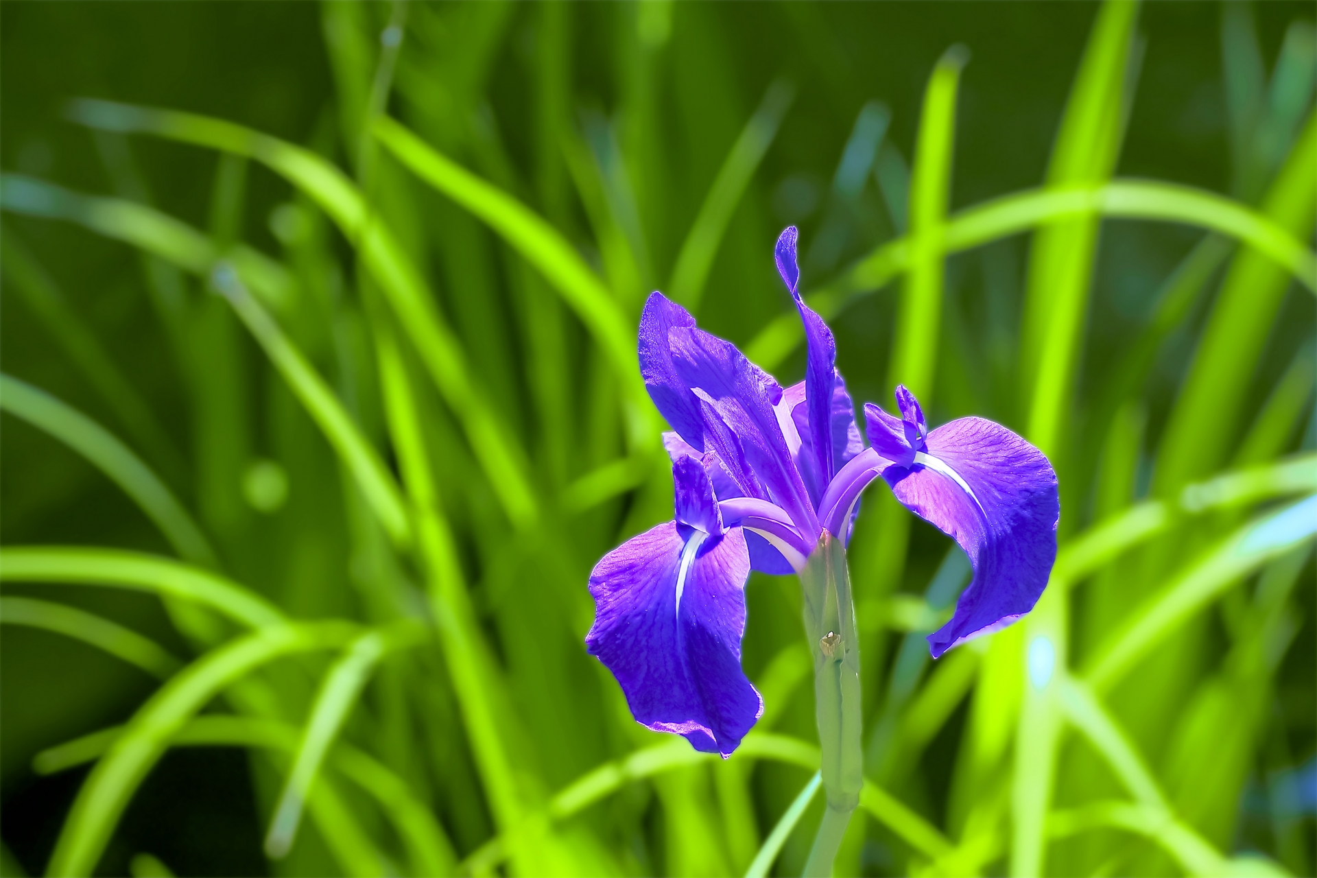 カキツバタ 花 言葉
