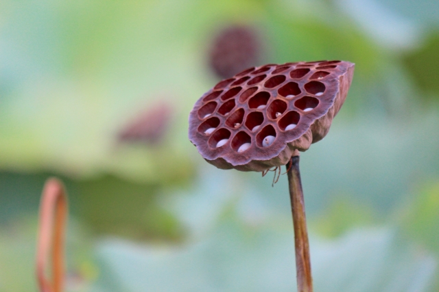 乾燥した蓮の花托。蜂の巣に似た形が「はちす」の名の由来