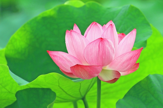 美しい蓮の花と葉