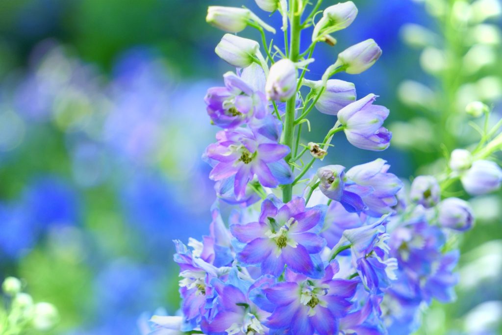 デルフィニウム 花言葉「あなたを慰める」