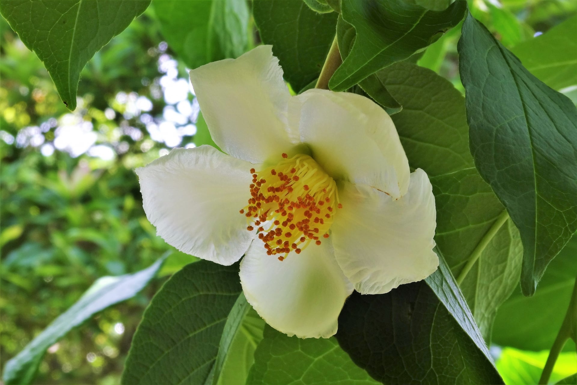 夏椿(ナツツバキ)の花言葉|沙羅双樹と呼ばれる夏の白い花 - 花以想の記