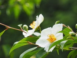 夏椿（ナツツバキ）　花言葉「一途な愛」「はかない美しさ」