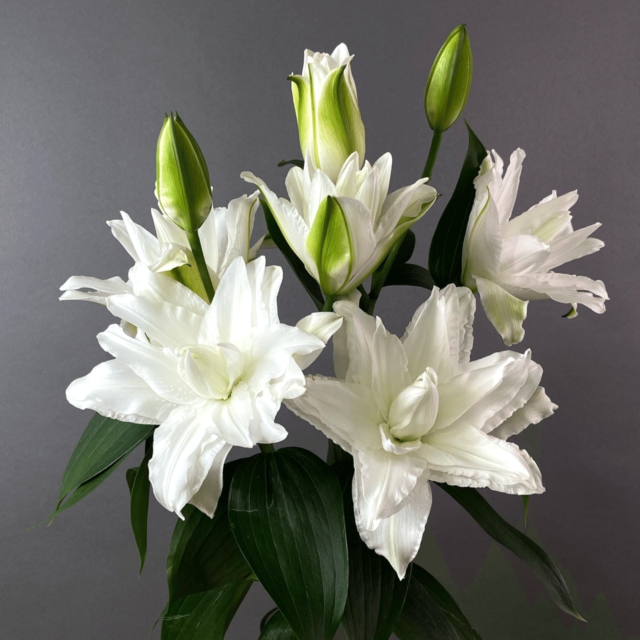 白百合（シラユリ） 花言葉「威厳」