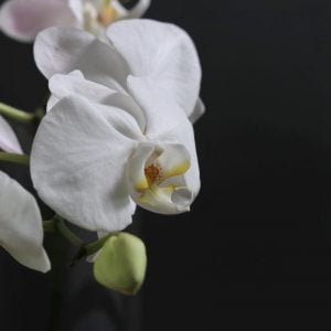 コチョウラン 花言葉「幸せの飛来」