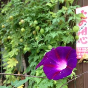 ホトトギス　花言葉「秘めた思い」