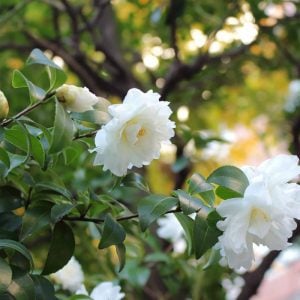 サザンカ　花言葉「ひたむきに」
