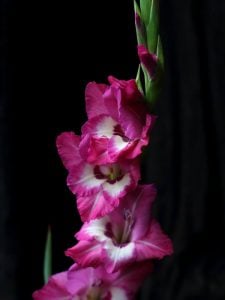 グラジオラス　花言葉「たゆまぬ努力」