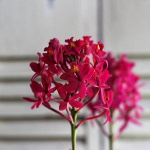 八千草薫さん 哀悼