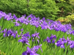 カキツバタ　花言葉「幸せがくる」