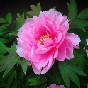 ボタン 花言葉「富貴」
