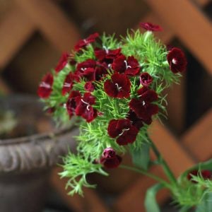ナデシコ　花言葉「いつも愛して」