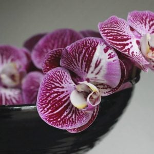 コチョウラン　花言葉「変わらぬ愛」
