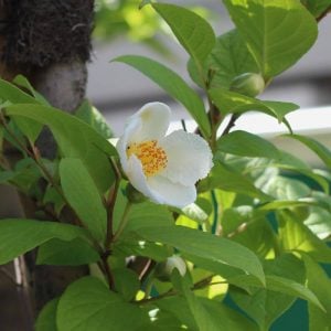 ナツツバキ　花言葉「愛らしさ」