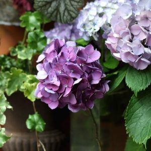 花二つ 紫陽花青き 月夜かな　泉 鏡花