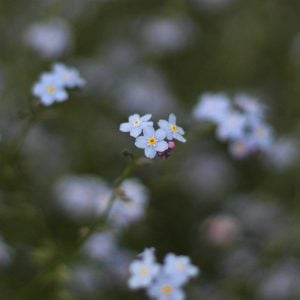 ワスレナグサ　花言葉「私を忘れないで」