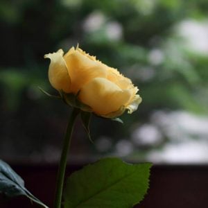 バラ 黄色 花言葉「あなたに恋します」