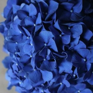 アジサイ　花言葉「辛抱つよい愛情」