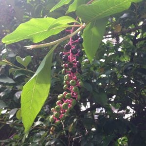 風に秋