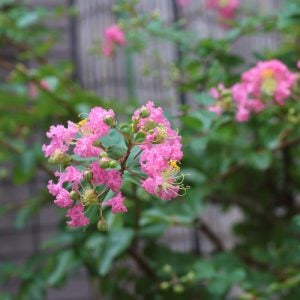 炎天の　地上花あり　百日紅