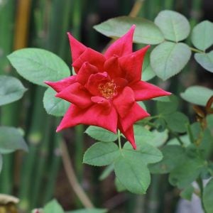 赤バラの葉　「あなたの幸せを祈る」