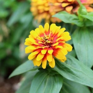 ジニア　花言葉「遠い友を想う」