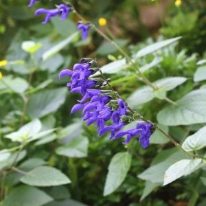 サルビア　花言葉「永遠にあなたのもの」