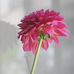 ダリア　花言葉「優雅」