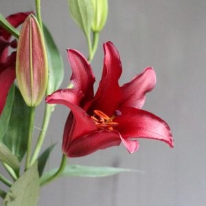 ユリ　赤　花言葉「願望」