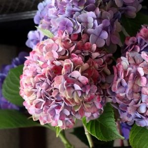 アジサイ　花言葉「辛抱つよい愛情」