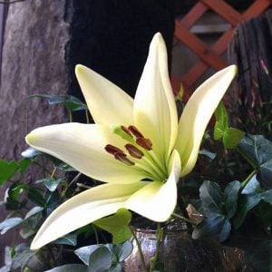 小欲千足