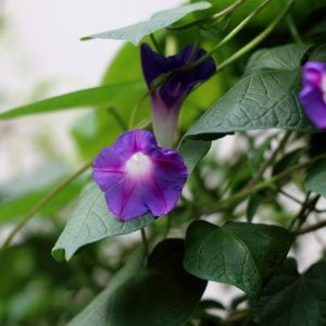 朝顔　花言葉「彼女はあなたを愛してた」