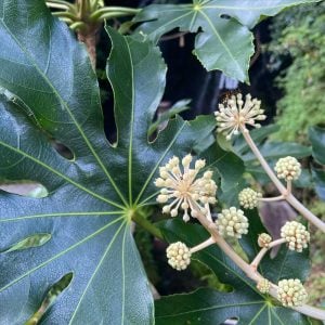 ヤツデ 花言葉「親しみ」