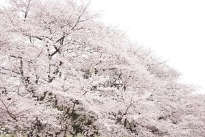 サクラ 花言葉「精神美」