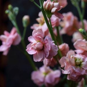 ストック 花言葉「愛の絆」