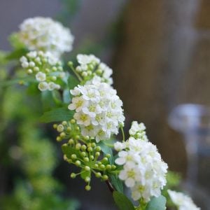 コデマリ 花言葉「友情」