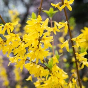 レンギョウ 花言葉「希望」
