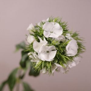 ナデシコ 白 花言葉「才能」