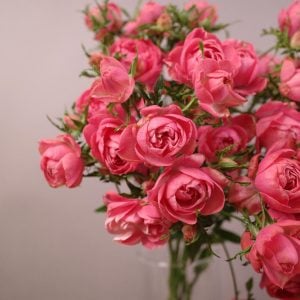 バラ 花言葉「すべてをつくす」